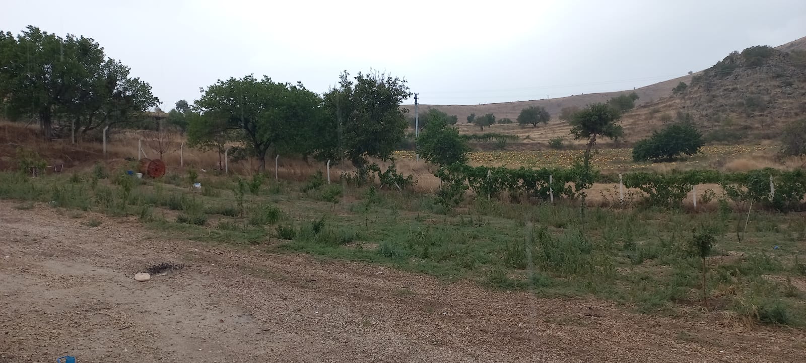 DEVELİ POLAT GAYRİMENKUL-ÇOMAKLI MAH. YAPRAKLI BURUN MEVKİİNDE SATILIK BAĞ