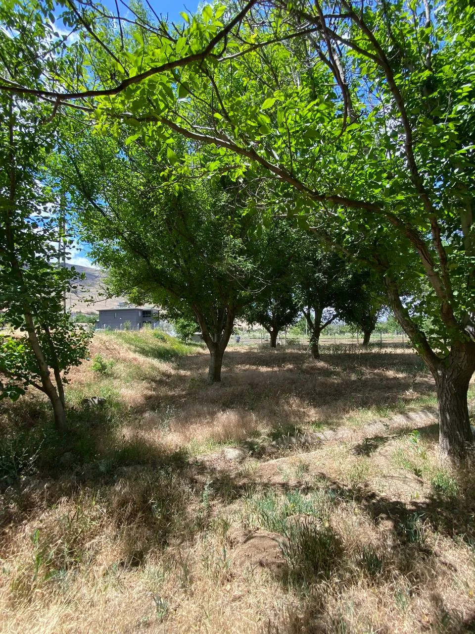 DEVELİ POLAT GAYRİMENKUL- ZİLE MAH. ÇAYBAĞLARI MEVKİİNDE 1880 M2 SATILIK HOBİ BAHÇESİ