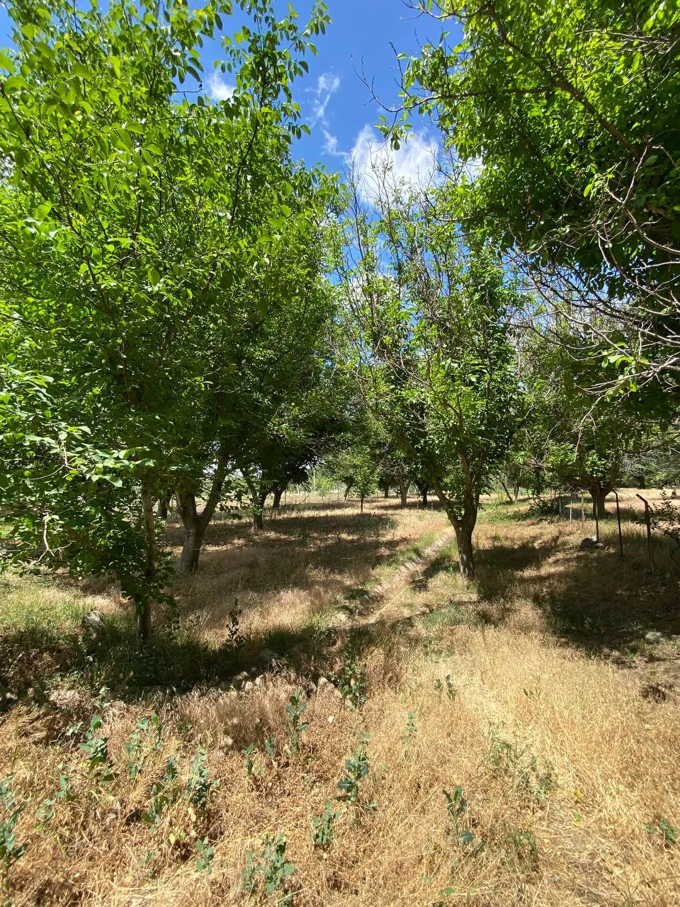 DEVELİ POLAT GAYRİMENKUL- ZİLE MAH. ÇAYBAĞLARI MEVKİİNDE 1880 M2 SATILIK HOBİ BAHÇESİ
