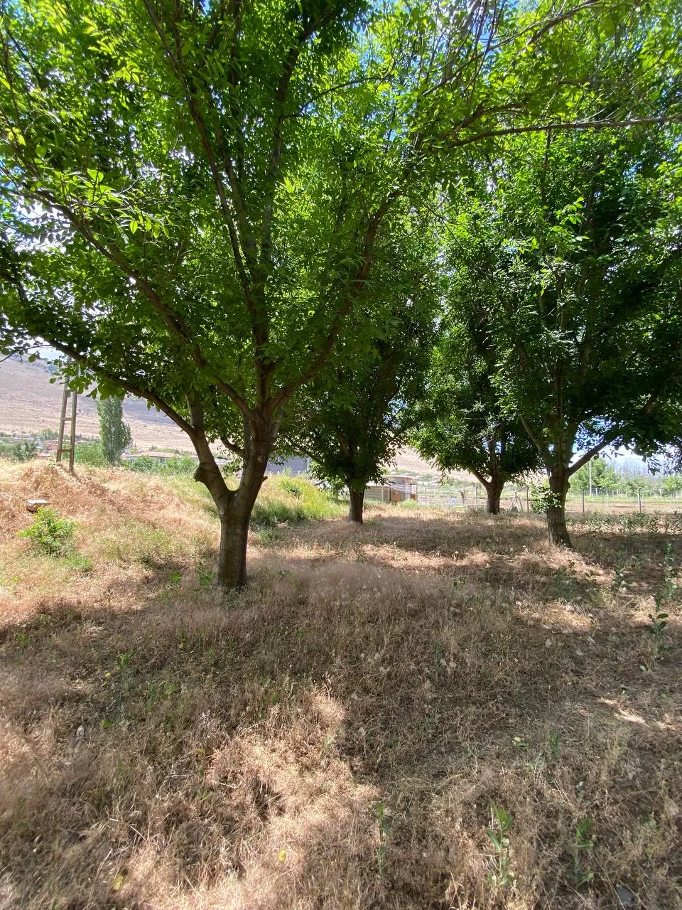 DEVELİ POLAT GAYRİMENKUL- ZİLE MAH. ÇAYBAĞLARI MEVKİİNDE 1880 M2 SATILIK HOBİ BAHÇESİ