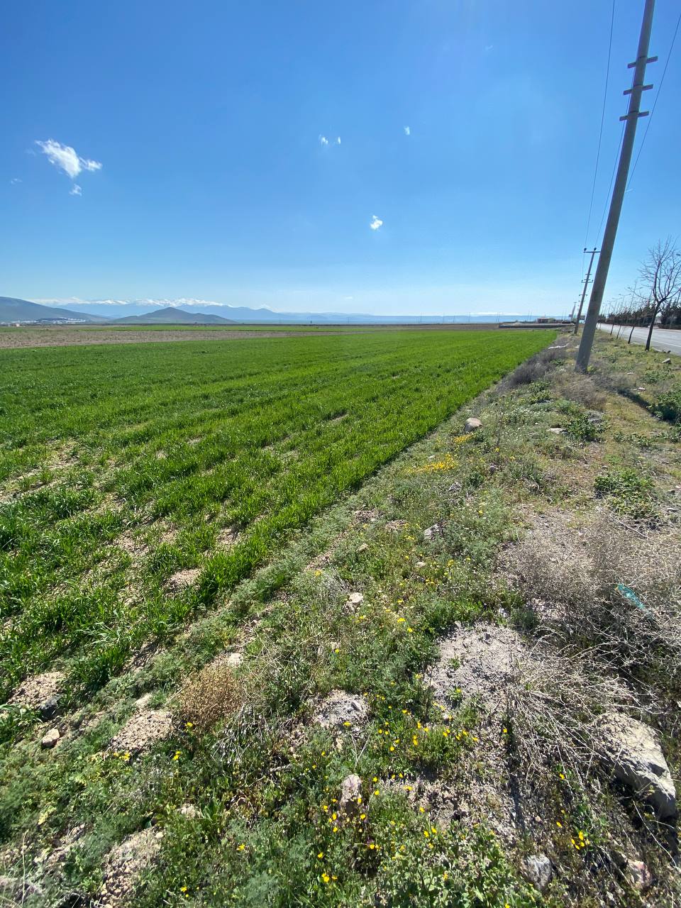DEVELİ POLAT GAYRİMENKUL-BAHÇELİEVLER MAH. ANAYOLA SIFIR ŞAHANE KONUMDA İMARA 230 M SATILIK TARLA